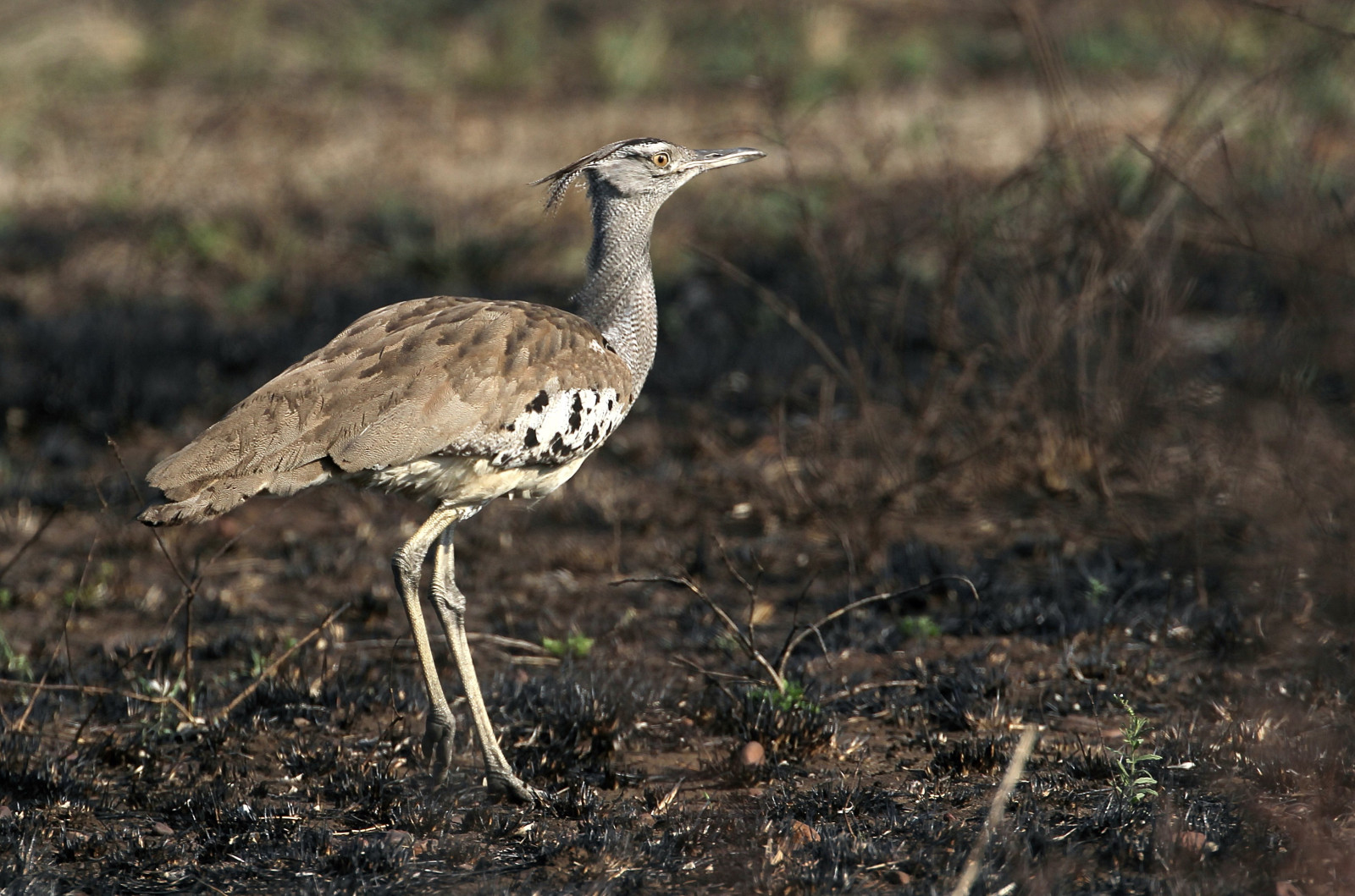 image Kori Bustard